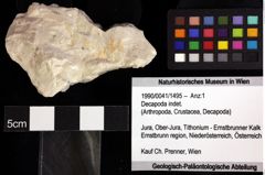 Foto (Objket + Etiketten) von Goniodromites bidentatus (Reuss, 1858) 